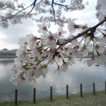 埼玉県立健康福祉村で花見：